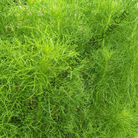 Dill Seeds — seed packet | Buy herb seeds online India | SeedsCart