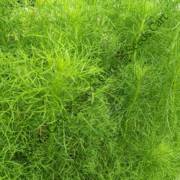 Dill Seeds — seed packet | Buy herb seeds online India | SeedsCart