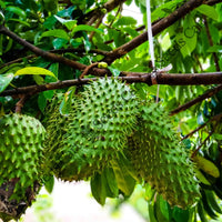 Soursop Seeds — plant growing in garden | Non-GMO vegetable seeds | SeedsCart