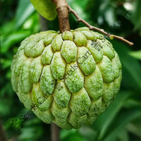 Sitha-Phal Seeds — plant growing in garden | Non-GMO vegetable seeds | SeedsCart