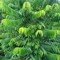 Sitha-Phal Seeds — seed packet | Buy vegetable seeds online India | SeedsCart