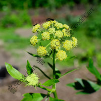 Celery Seeds — plant growing in garden | Non-GMO vegetable seeds | SeedsCart