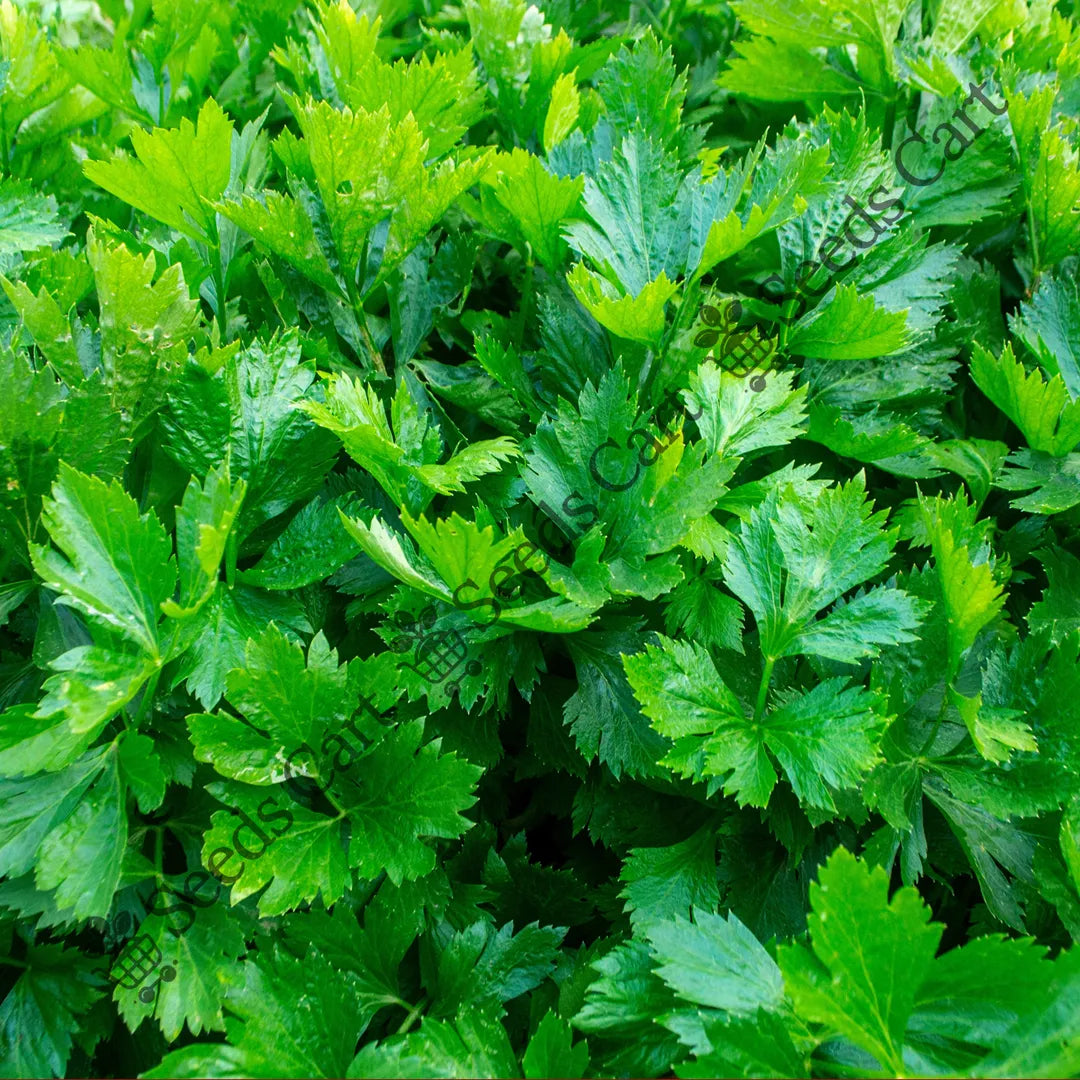 Celery Seeds — seed packet | Buy vegetable seeds online India | SeedsCart