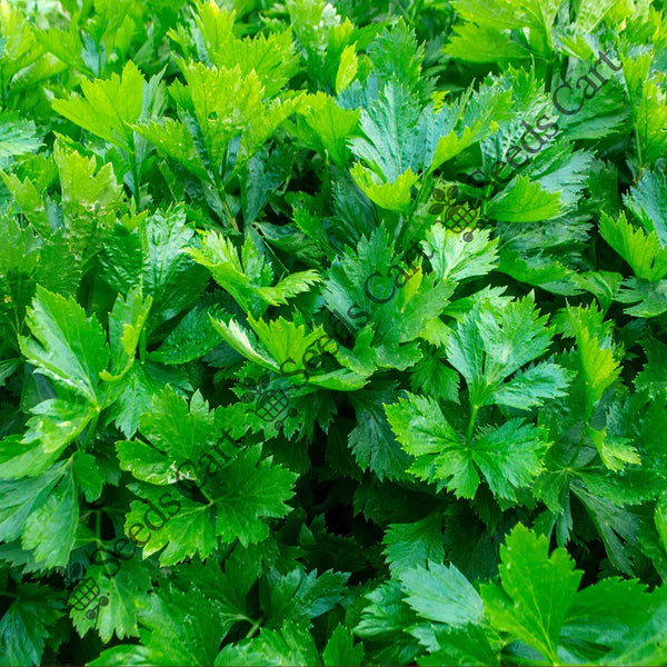 Celery Seeds — seed packet | Buy vegetable seeds online India | SeedsCart