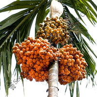 Betel Tree — mature tree | Forestry and reforestation seeds | SeedsCart