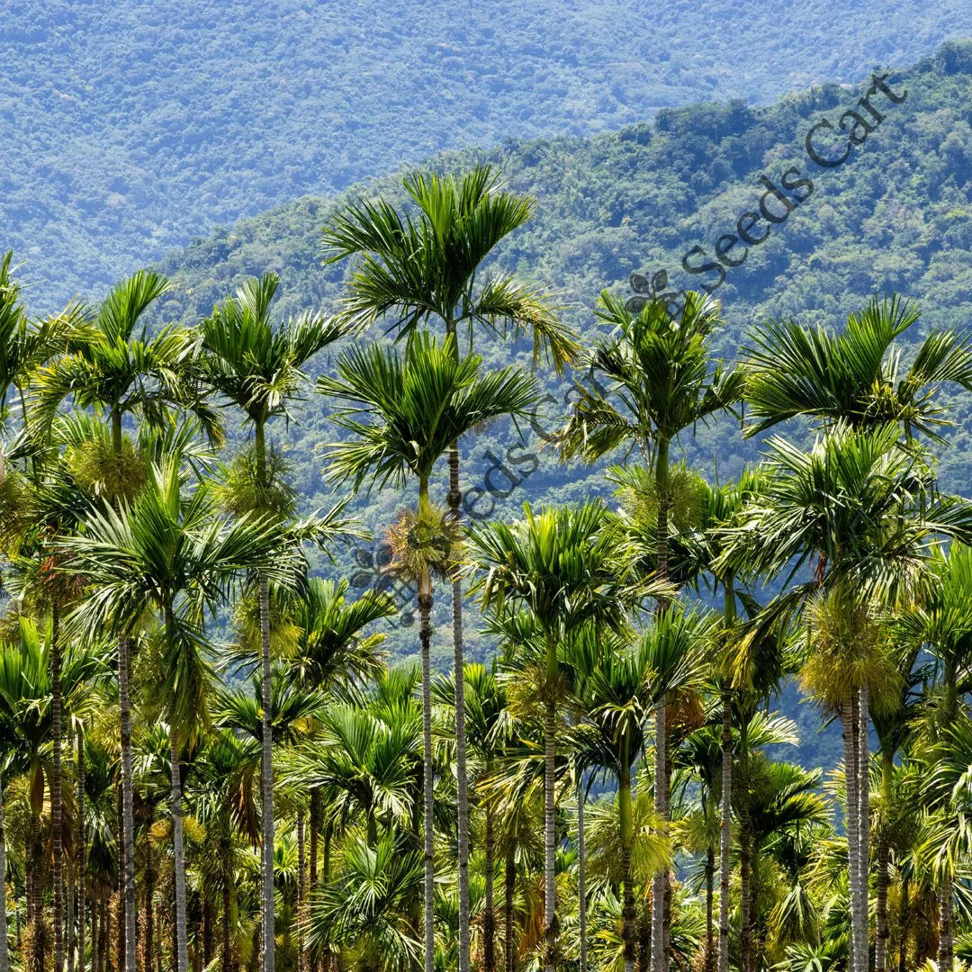 Betel Tree — seed packet | Buy tree seeds online India | SeedsCart