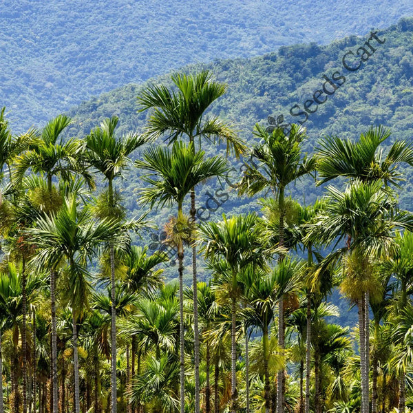 Betel Tree — seed packet | Buy tree seeds online India | SeedsCart