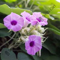 Elephant Creeper — plant growing in garden | Non-GMO vegetable seeds | SeedsCart