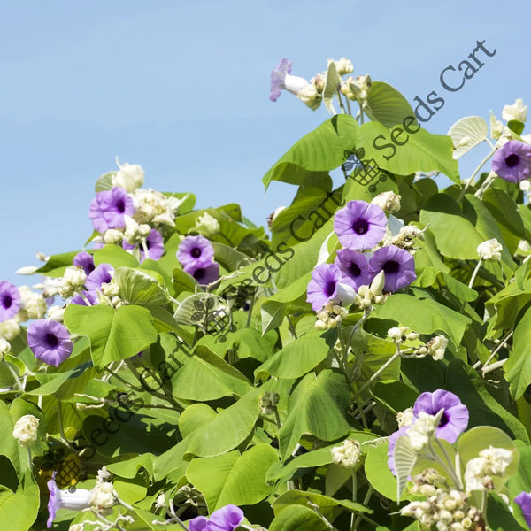 Elephant Creeper — seed packet | Buy vegetable seeds online India | SeedsCart