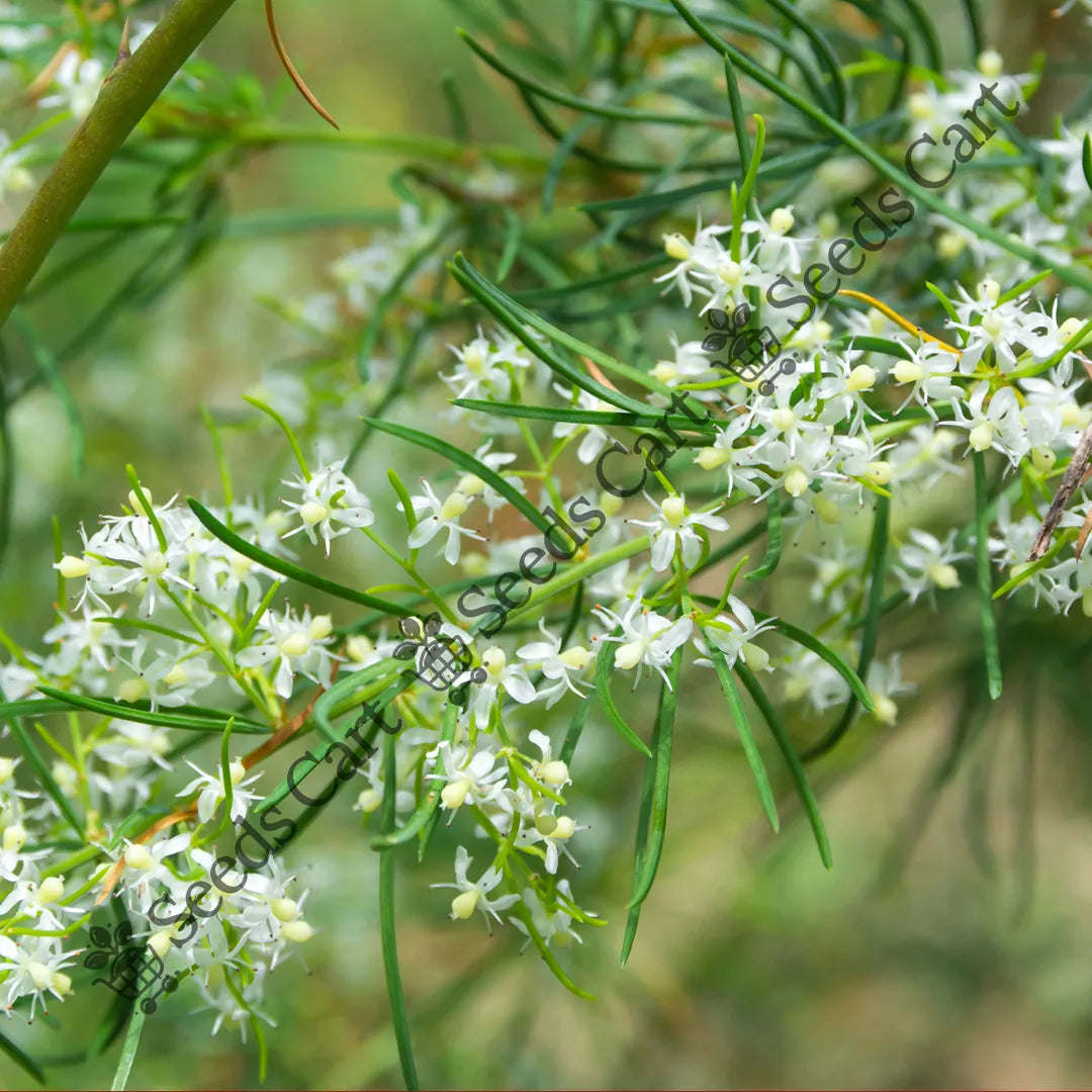 shatavari plant seeds Shatavari Seeds (Asparagus racemosus) — Non-GMO Seeds