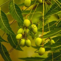 Neem Tree — mature tree | Forestry and reforestation seeds | SeedsCart
