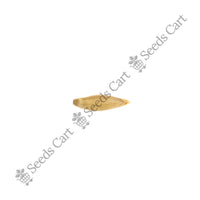 Indian Thorny Bamboo — bamboo leaves | Fast-growing bamboo seeds | SeedsCart