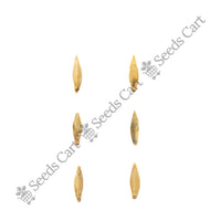 Indian Thorny Bamboo — bamboo culm | Agroforestry bamboo seeds | SeedsCart