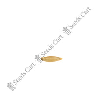 Indian Thorny Bamboo — bamboo seedling | Grow bamboo from seed | SeedsCart