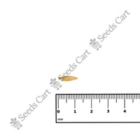 Indian Thorny Bamboo — bamboo forest | ISF certified bamboo seeds | SeedsCart