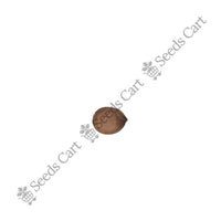 Butterfly Tree — tree leaves close-up | Native Indian tree seeds | SeedsCart