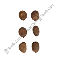 Butterfly Tree — tree seeds | Agroforestry seeds India | SeedsCart