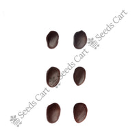 Bidi Leaf Tree — tree seeds | Agroforestry seeds India | SeedsCart