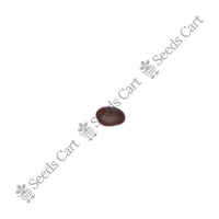 Bidi Leaf Tree — growing sapling | Tree plantation seeds | SeedsCart