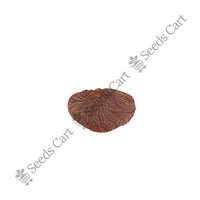 Bengal Kino — seeds close-up | High germination rate | SeedsCart