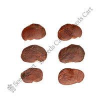 Bengal Kino — harvest ready plant | Grow at home India | SeedsCart