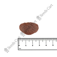 Bengal Kino — growing seedlings | ISF certified seeds | SeedsCart