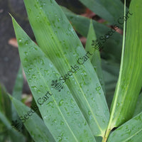 Indian Thorny Bamboo — bamboo grove | Bamboo plantation seeds India | SeedsCart