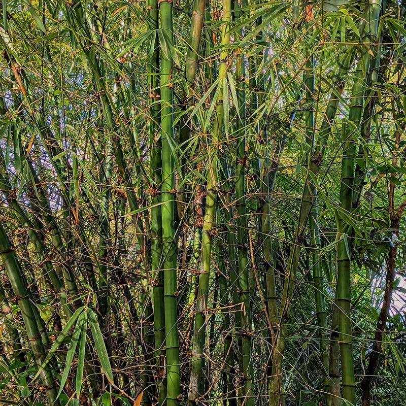 Indian Thorny Bamboo — seed packet | Buy bamboo seeds India | SeedsCart