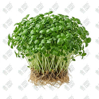 Basil Green Microgreen Seeds