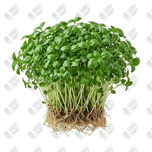 Basil Green Microgreen Seeds