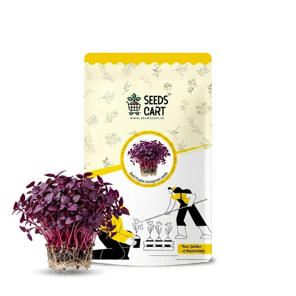 Basil Purple Microgreen Seeds