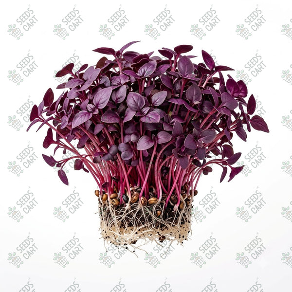 Basil Purple Microgreen Seeds