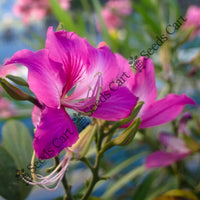 Butterfly Tree — mature tree | Forestry and reforestation seeds | SeedsCart