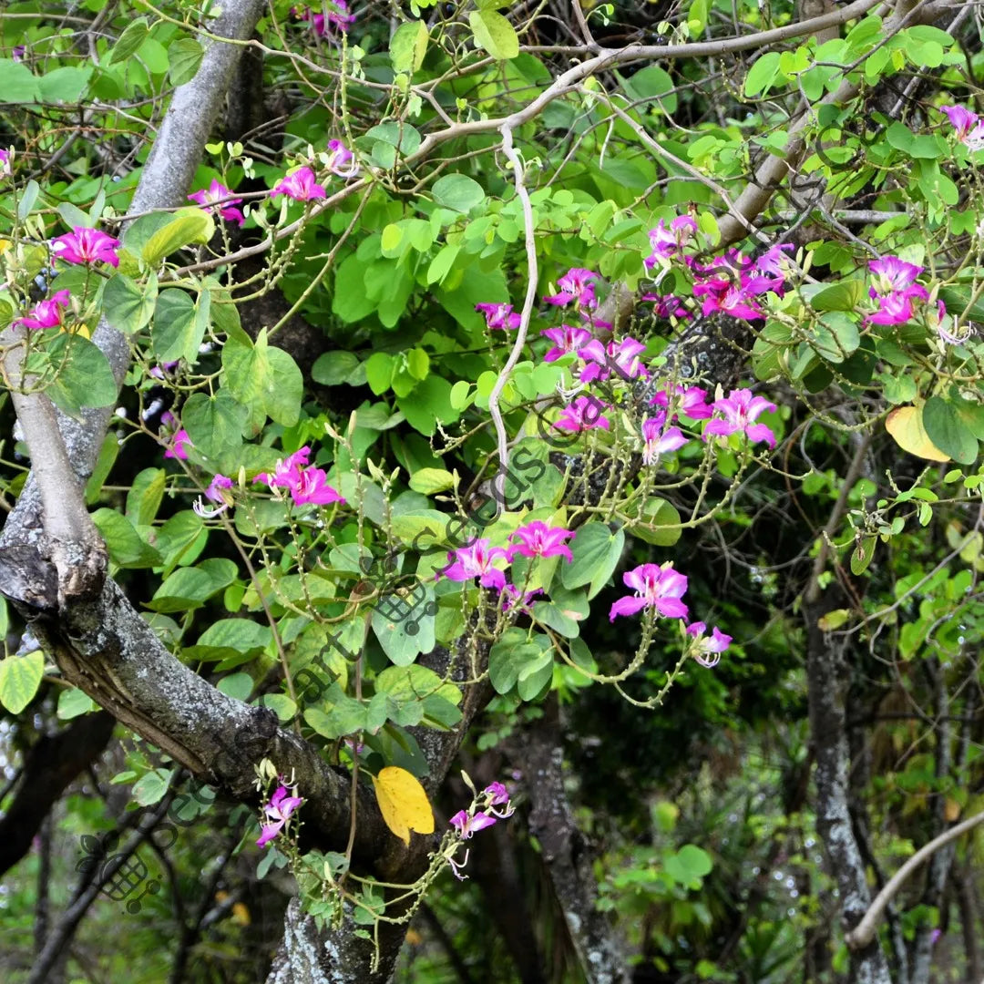 Butterfly Tree — seed packet | Buy tree seeds online India | SeedsCart