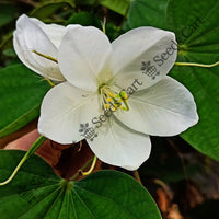 Bidi Leaf Tree — mature tree | Forestry and reforestation seeds | SeedsCart