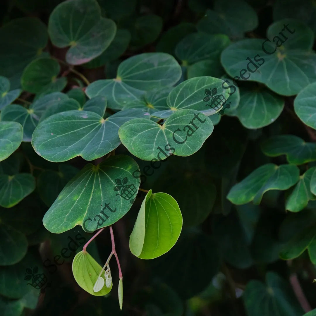 Bidi Leaf Tree — seed packet | Buy tree seeds online India | SeedsCart