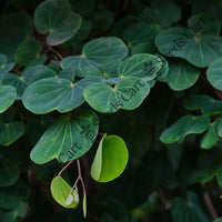 Bidi Leaf Tree — seed packet | Buy tree seeds online India | SeedsCart