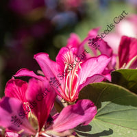 Orchid Tree — mature tree | Forestry and reforestation seeds | SeedsCart