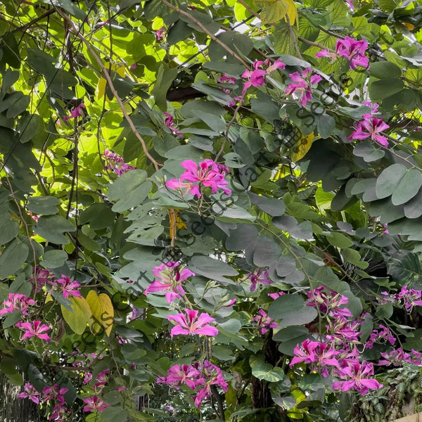 Orchid Tree — seed packet | Buy tree seeds online India | SeedsCart