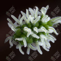 Black Mulberry Seeds (Morus nigra)