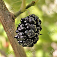 Black Mulberry Seeds (Morus nigra)
