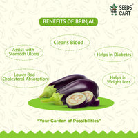 Brinjal Seeds — seeds close-up | High germination rate | SeedsCart