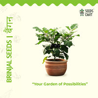 Brinjal Seeds — plant growing in garden | Non-GMO vegetable seeds | SeedsCart