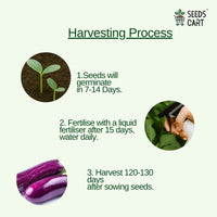 Brinjal Seeds — growing seedlings | ISF certified seeds | SeedsCart