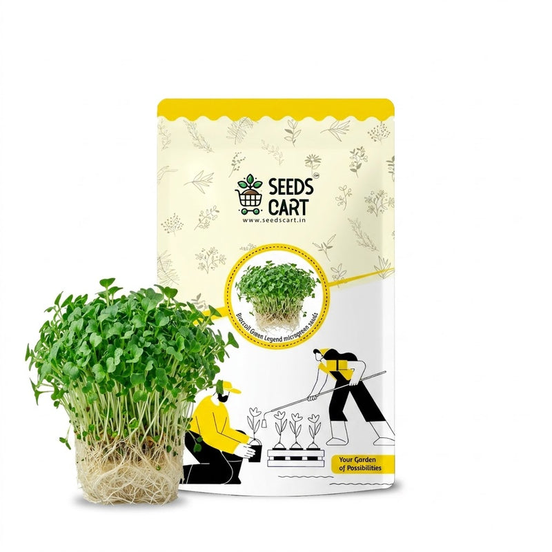 Broccoli Green Legend Microgreen Seeds