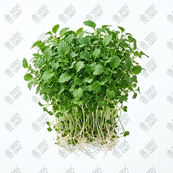 Broccoli Raab Microgreen Seeds