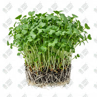 Broccoli Green Legend Microgreen Seeds