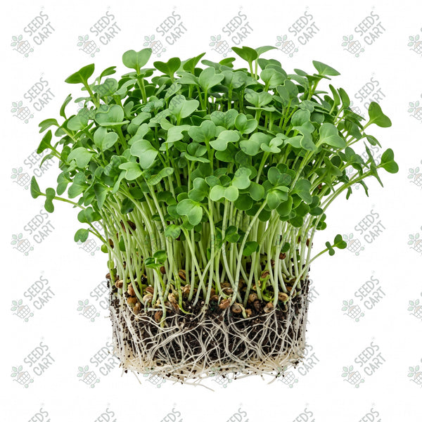 Broccoli Green Legend Microgreen Seeds