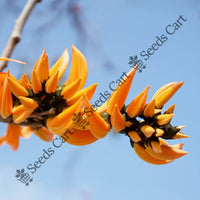 Bengal Kino — plant growing in garden | Non-GMO vegetable seeds | SeedsCart