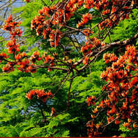 Bengal Kino — seed packet | Buy vegetable seeds online India | SeedsCart